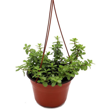 Portulacaria Afra, Elephant Bush – image 6