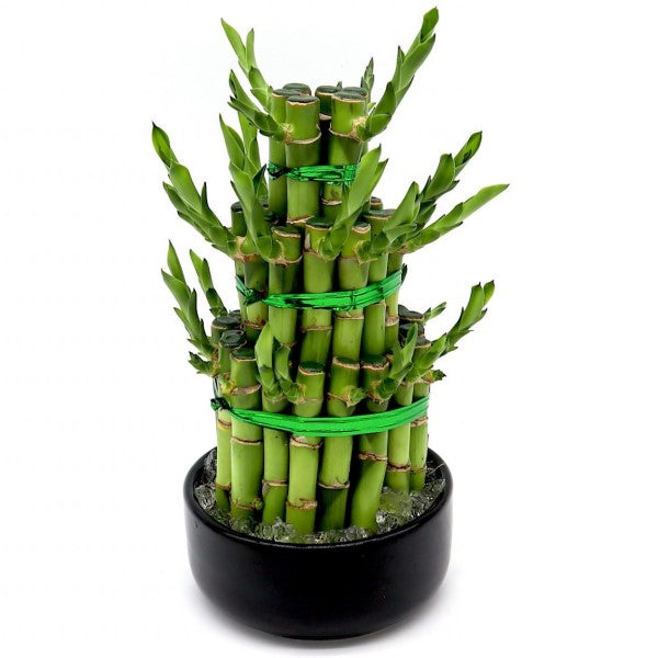 Lucky Bamboo Steps, Dracaena Sanderiana – image 3