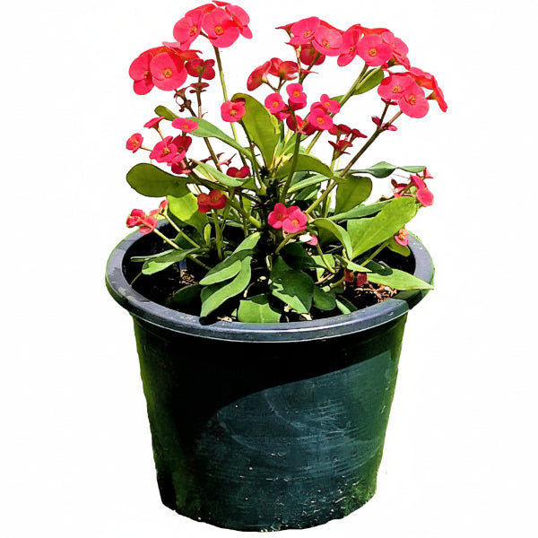 Euphorbia Milii, Crown Of Thorns – image 6