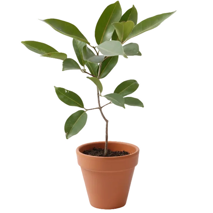 Black Plum, Syzygium Cumini, Java Plum, Jamun, Jambolan – image 1
