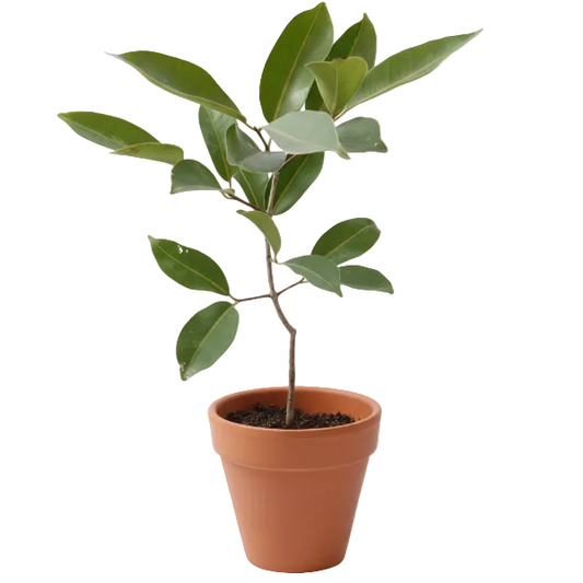 Black Plum, Syzygium Cumini, Java Plum, Jamun, Jambolan – image 1