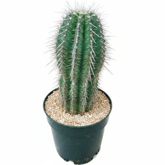 Saguaro Cactus – image 1