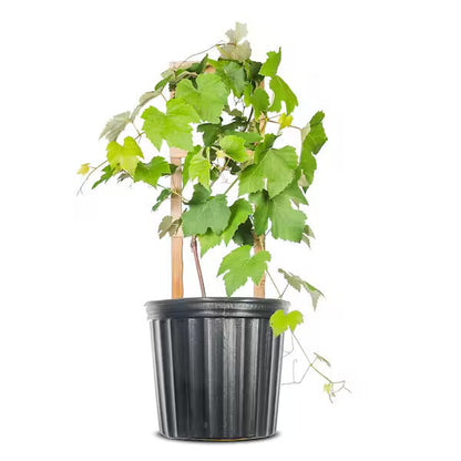 Grapes Vine, Vitis Vinifera – image 6