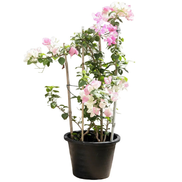 Bougainvillea Cocoice, Coconut Ice – image 4