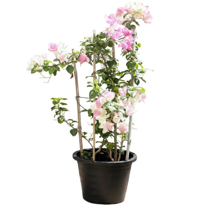Bougainvillea Cocoice, Coconut Ice – image 4
