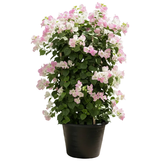 Bougainvillea Cocoice, Coconut Ice – image 2