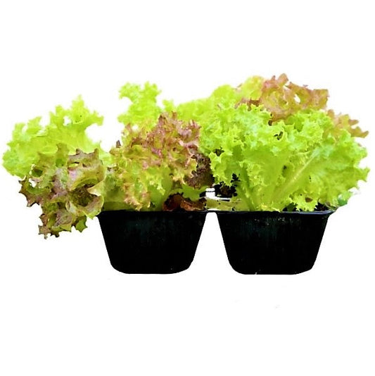 Lettuce, Lactuca Sativa – image 2