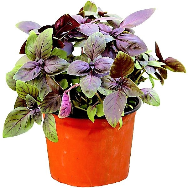 Red Sweet Basil, Sweet Genovese – image 1