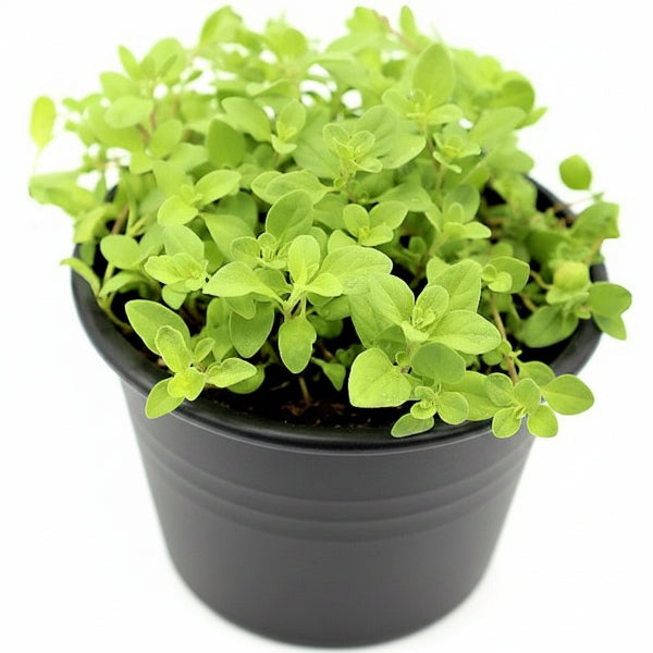 Oregano Herb, Origanum Vulgare – image 2