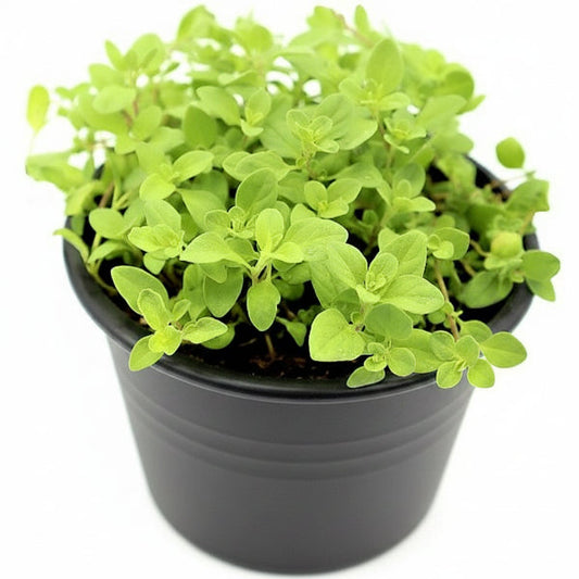 Oregano Herb, Origanum Vulgare – image 2