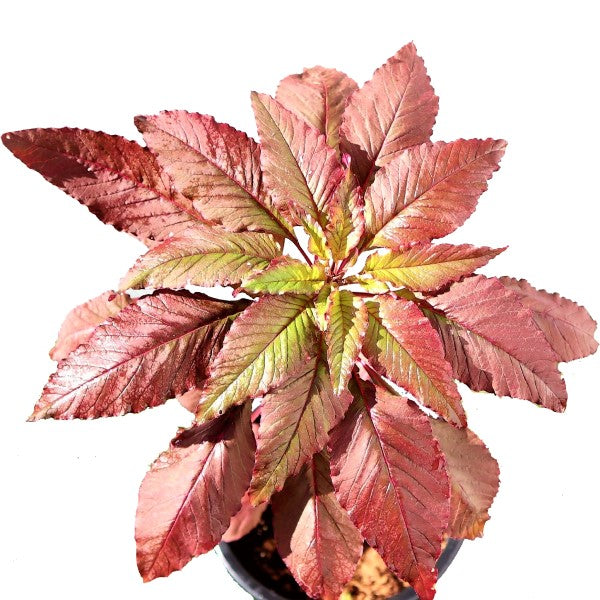 Red Amaranth, Amaranthus Cruentus – image 2
