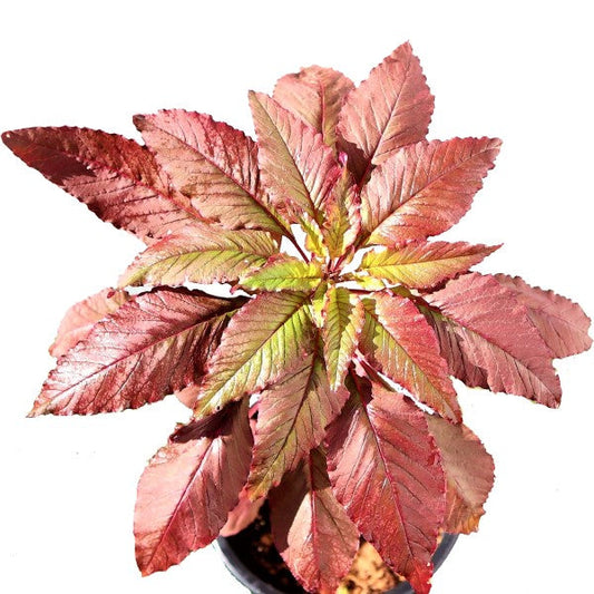 Red Amaranth, Amaranthus Cruentus – image 2