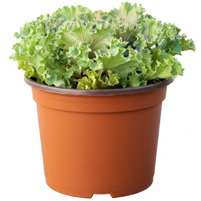 Ornamental Kale, Brassica Oleracea – image 2