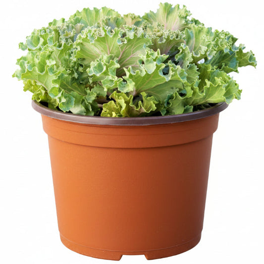 Ornamental Kale, Brassica Oleracea – image 2
