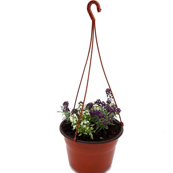 Alyssum, Alisons (small) – image 3