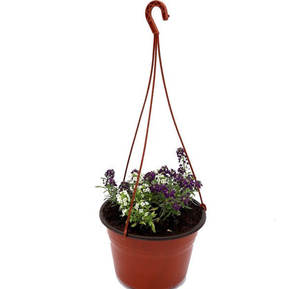 Alyssum, Alisons (small) – image 3