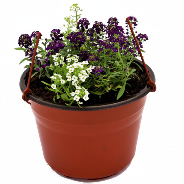 Alyssum, Alisons (small) – image 1