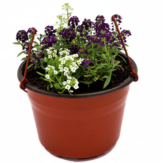 Alyssum, Alisons (small) – image 1