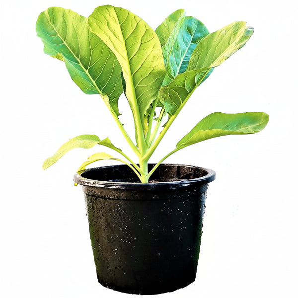 Cauliflower Vegetable Plant – image 3
