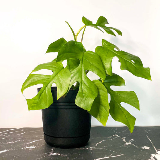 Rhaphidophora tetrasperma Mini Monstera - Small - Image 3