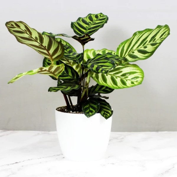Calathea Makoyana, Cathedral Windows – image 3