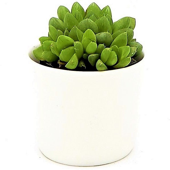 Haworthia Cooperi, Window Haworthia – image 4