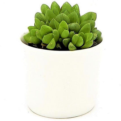 Haworthia Cooperi, Window Haworthia – image 4