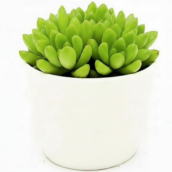 Haworthia Cooperi, Window Haworthia – image 2