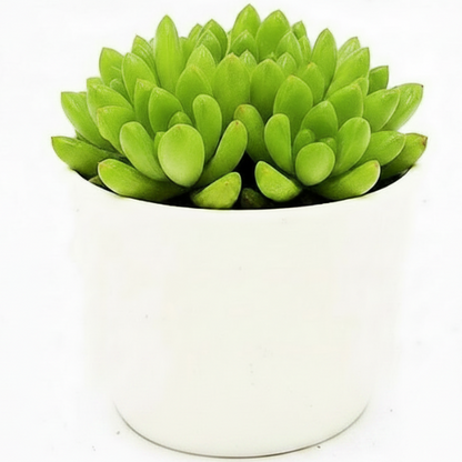 Haworthia Cooperi, Window Haworthia – image 2