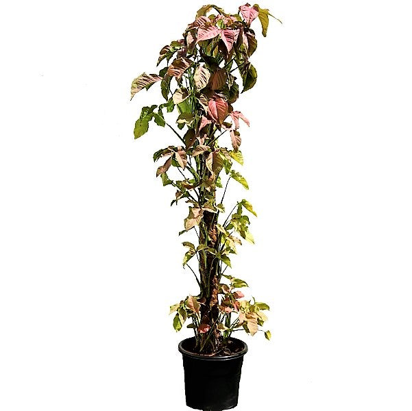 Syngonium Podophyllum, Red Heart – image 1