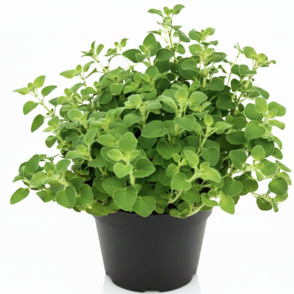 Oregano Herb, Origanum Vulgare – image 1