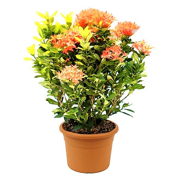 Ixora Different colours – image 9