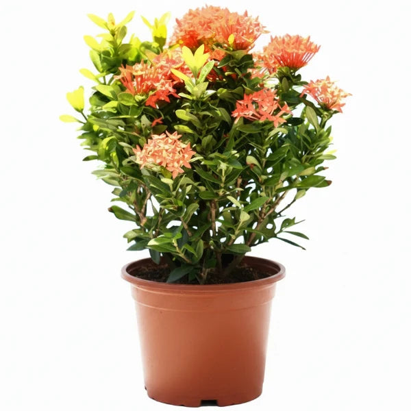 Ixora Different colours – image 8