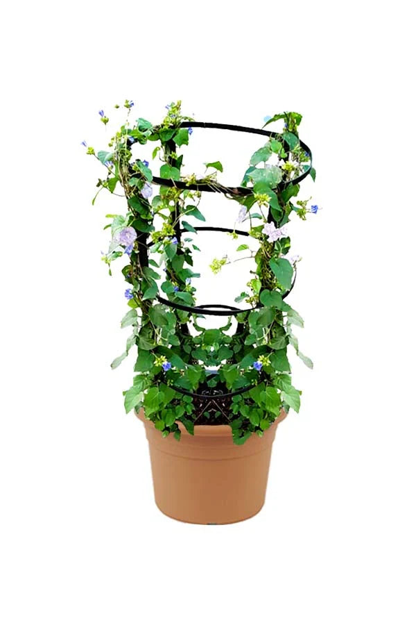 Jacquemontia Pentantha, Sky Blue Cluster Vine – image 6