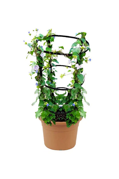 Jacquemontia Pentantha, Sky Blue Cluster Vine – image 6