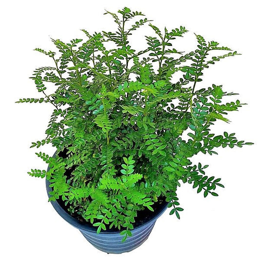 Lemon Pepper Plant, Zanthoxylum Odorum – image 2