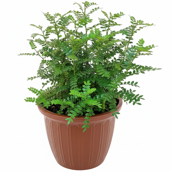 Lemon Pepper Plant, Zanthoxylum Odorum – image 5
