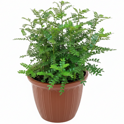 Lemon Pepper Plant, Zanthoxylum Odorum – image 5