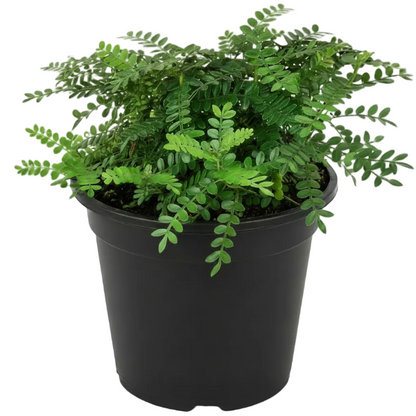 Lemon Pepper Plant, Zanthoxylum Odorum – image 4