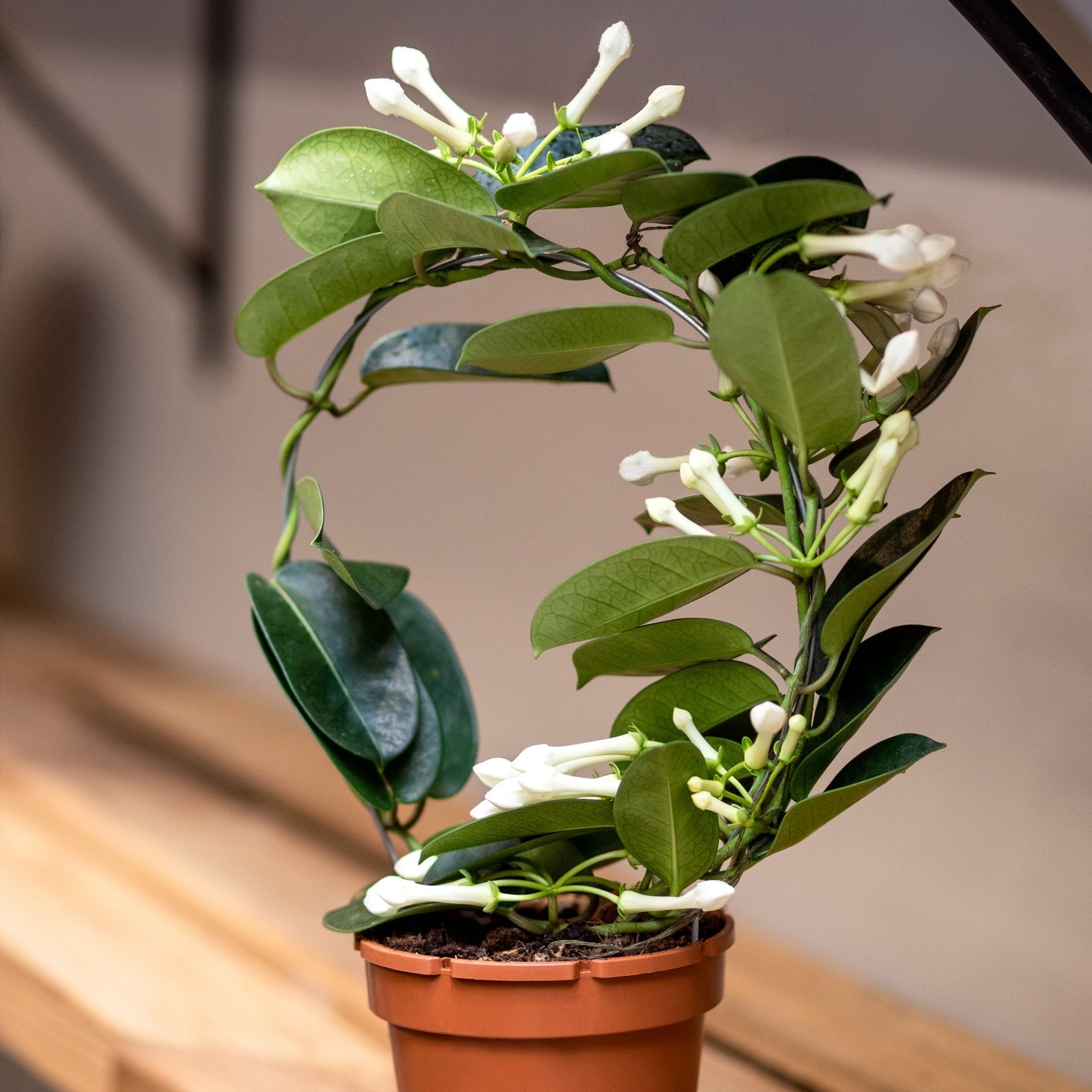 Madagascar Jasmine - Stephanotis Floribunda – Green Plants