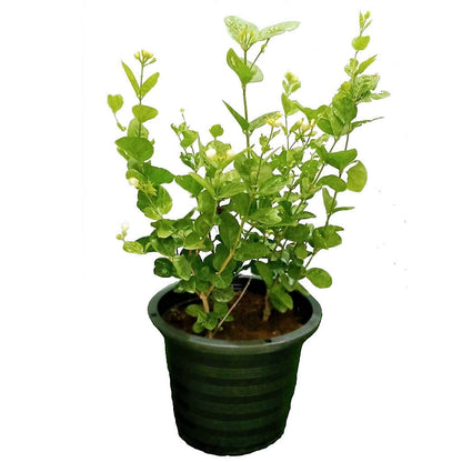 Jasminum sambac, The Arabian Jasmine, Mogra, Motia – image 5