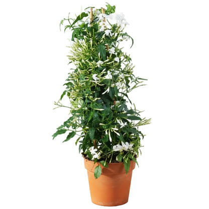 Jasminum Grandiflora, Grandiflorum, Jasmine Climber – image 3
