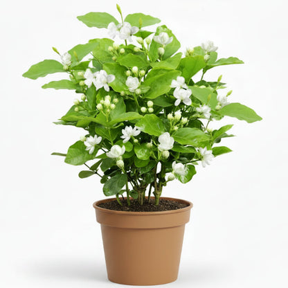 Jasminum sambac, The Arabian Jasmine, Mogra, Motia – image 1