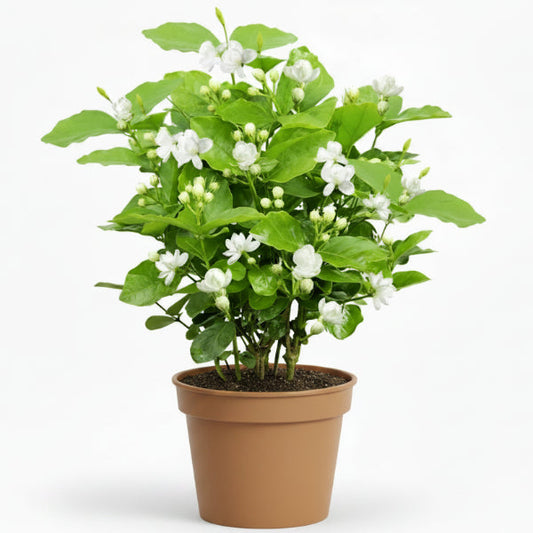 Jasminum sambac, The Arabian Jasmine, Mogra, Motia – image 1