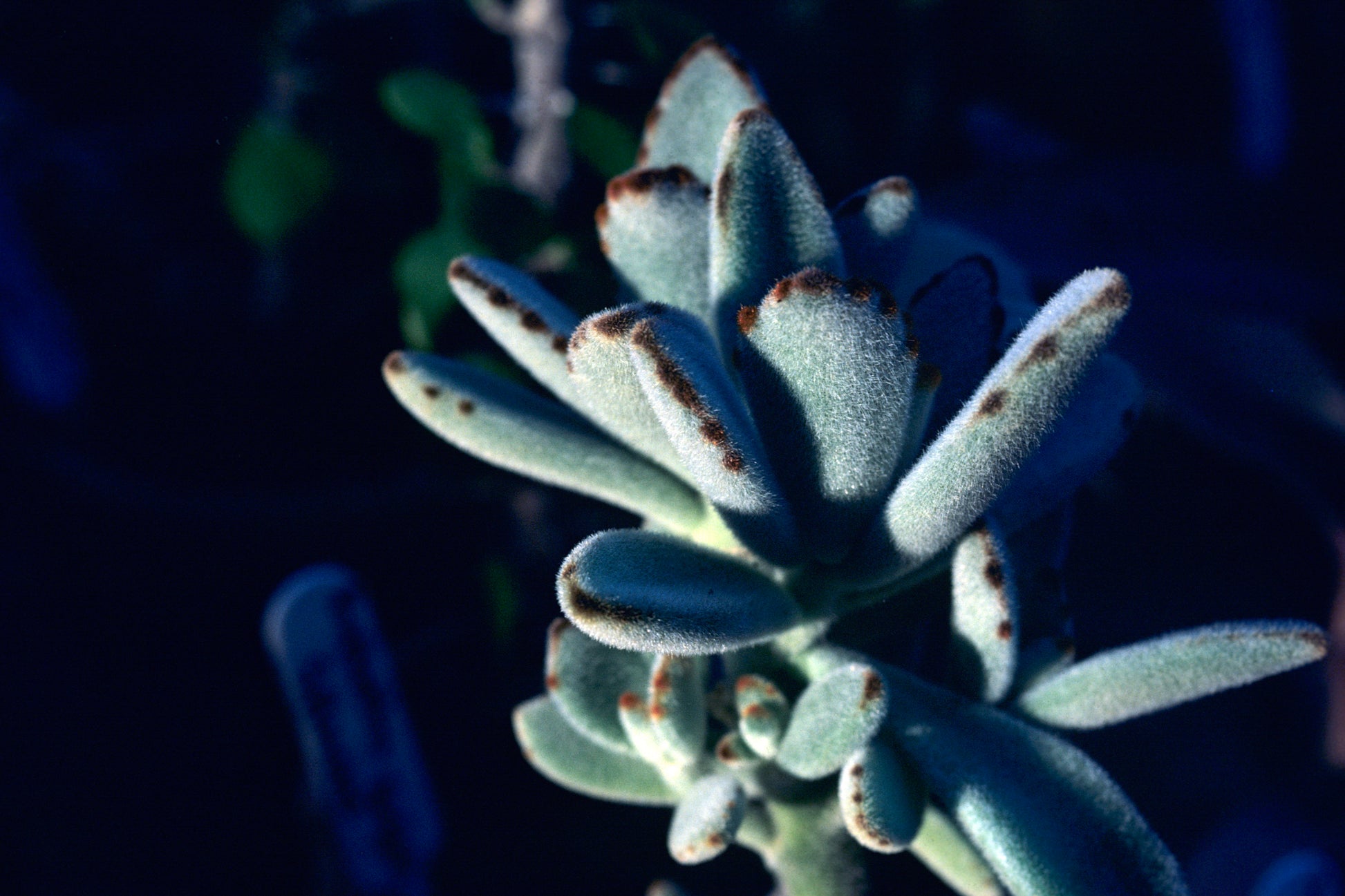 Panda Plant (Kalanchoe tomentosa) | نبتة الباندا (كالانشو تومينتوسا)