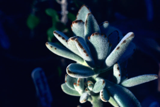 Panda Plant (Kalanchoe tomentosa) | نبتة الباندا (كالانشو تومينتوسا)