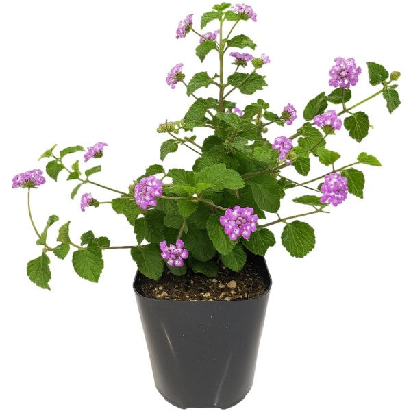 Lantana Montevidensis Purple, Trailing lantana – image 6