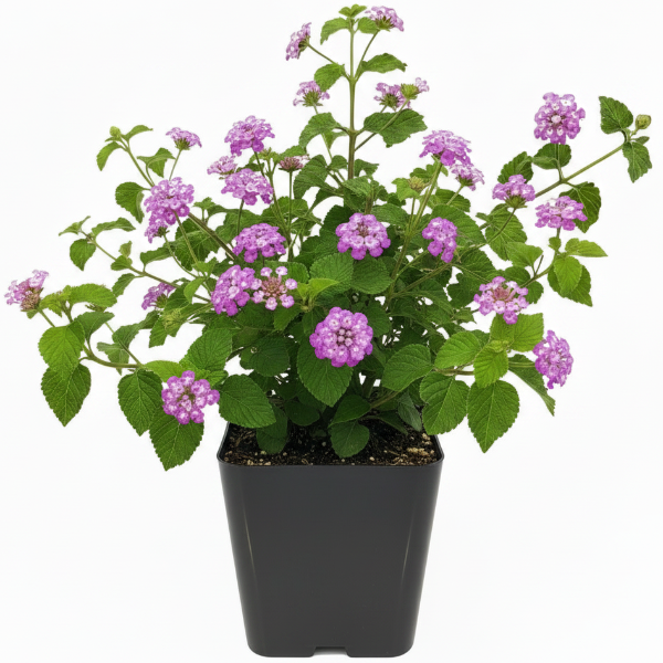 Lantana Montevidensis Purple, Trailing lantana – image 1