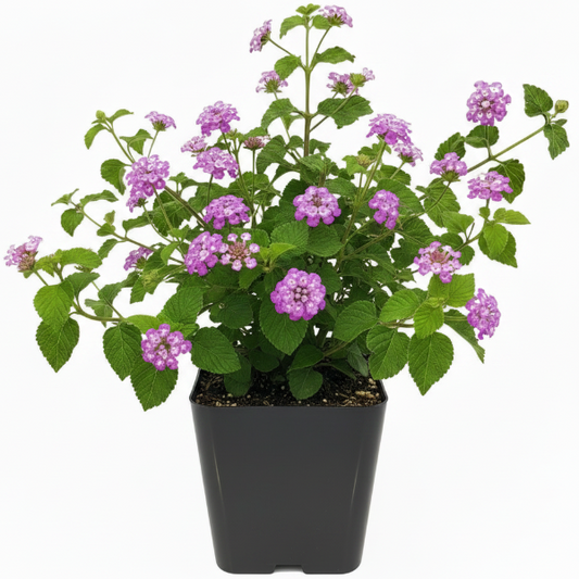 Lantana Montevidensis Purple, Trailing lantana – image 1
