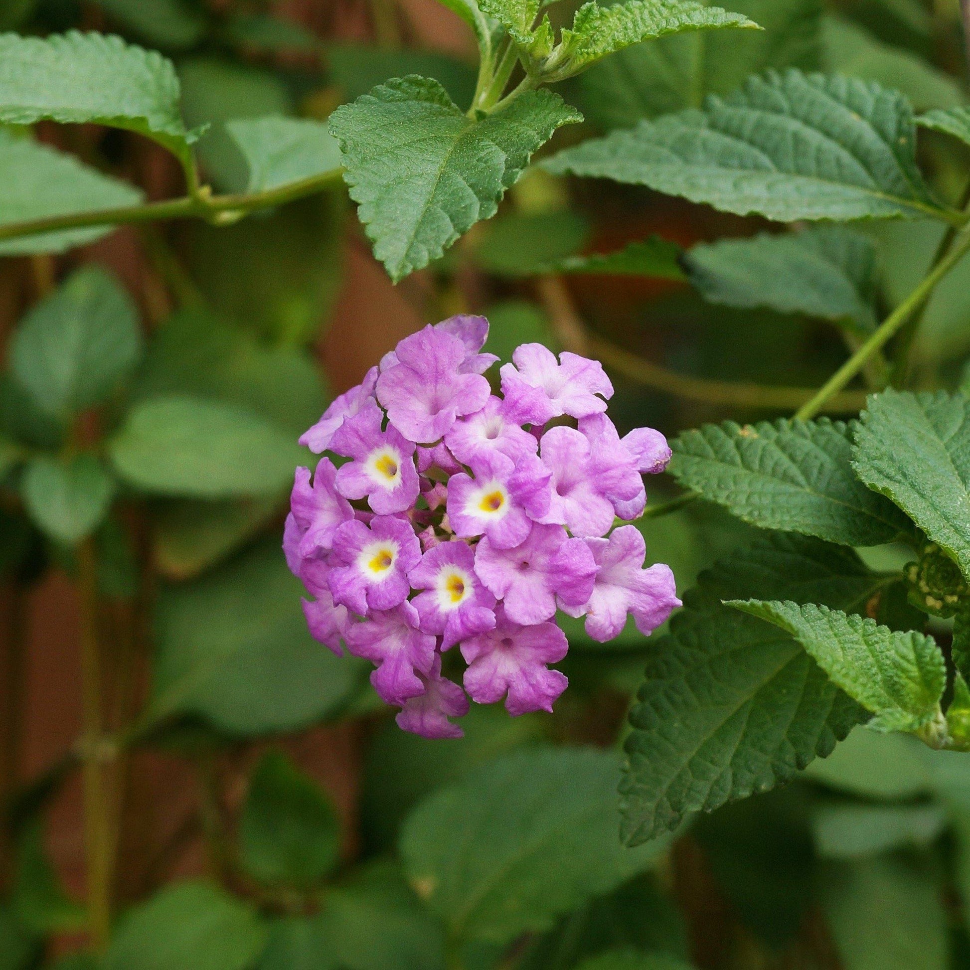Lantana Montevidensis Purple, Trailing lantana – image 3